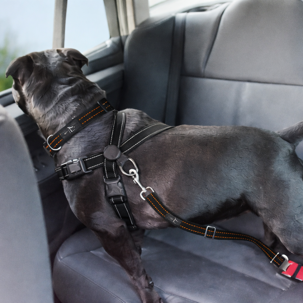 Ceinture de Sécurité Anti-Choc pour Chien | Pawsafely